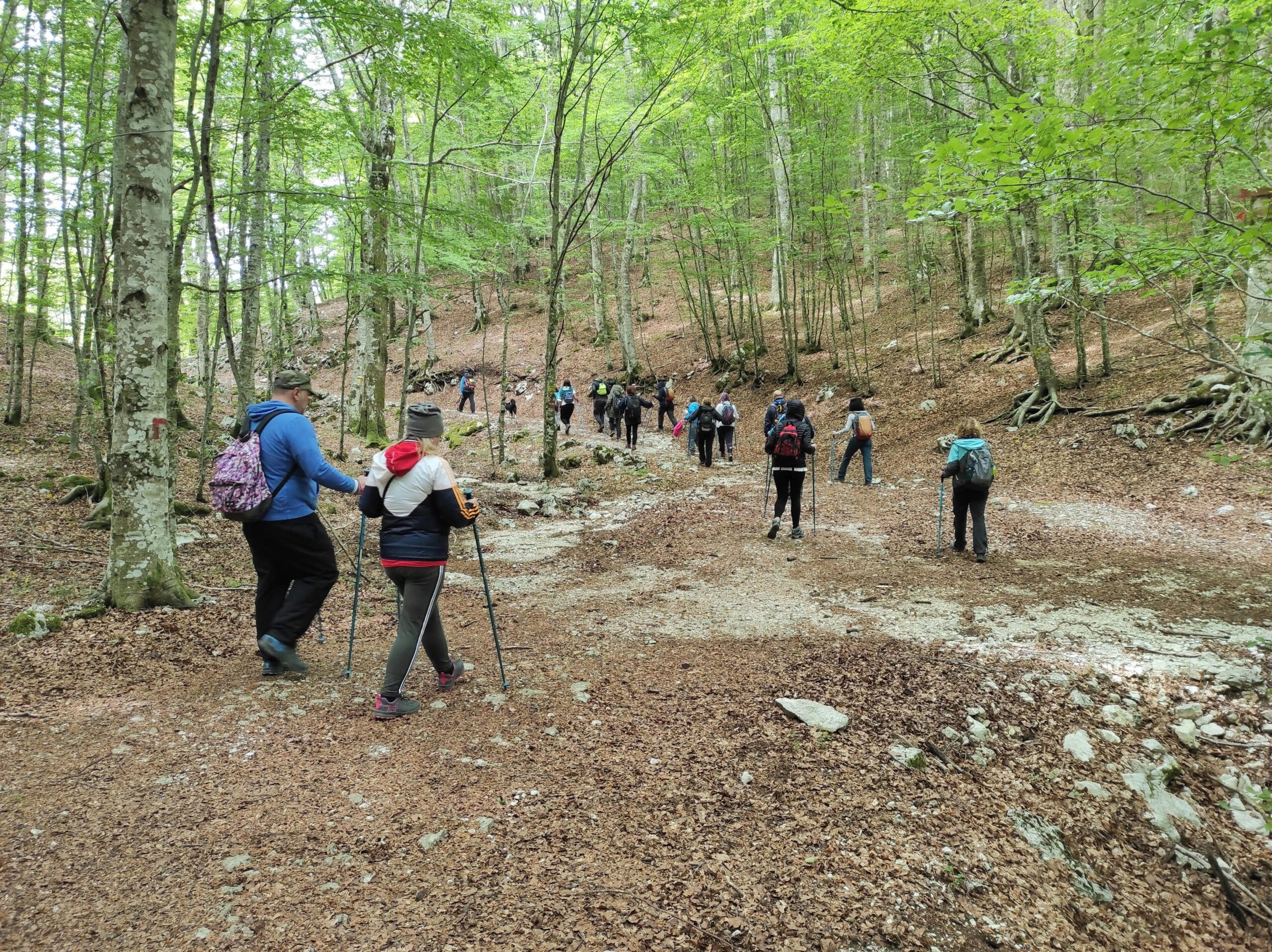 Hikers enjoying a scenic walk through a wooded trail in Laceno, Campania, Italy.