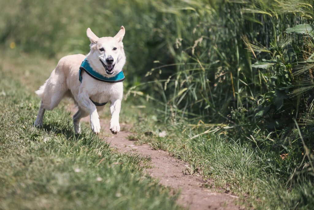 Dog trail - Sanbe
