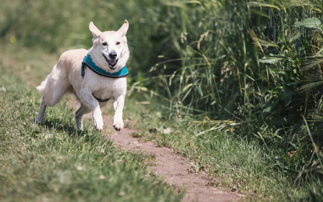 Corsa in montagna: Sanbe Run dog trail