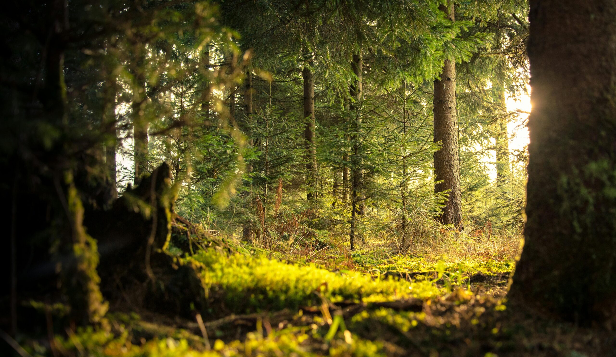 Foresta di pini